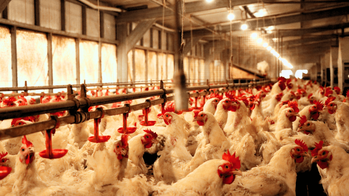 Pemerintah Genjot Hilirisasi Ayam, Peluang Cuan Baru untuk Peternak Daerah