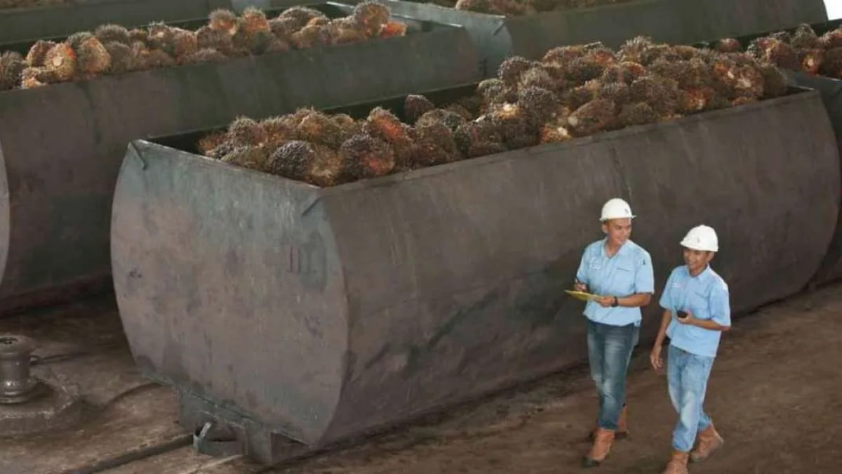 Sawit Kembali Bersinar, DSNG Bukukan Laba Rp1,84 Triliun